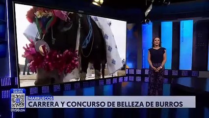 En Marruecos se llevó a cabo un concurso de belleza de burros