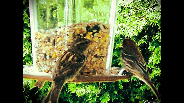 5 acoustic-electric musical instruments (quintuor) PROGRESSIVE ROCK BAND JAM STUDIO LIVE 1.