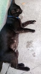 PET'S ARE FAMILY ! CAT LOVER'S. BLACKY ‍⬛