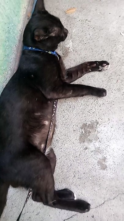 PET'S ARE FAMILY ! CAT LOVER'S. BLACKY ‍⬛