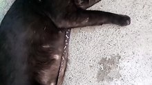 PET'S ARE FAMILY ! CAT LOVER'S. BLACKY ‍⬛