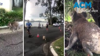 Koala stuns runners at Ironman Australia triathlon