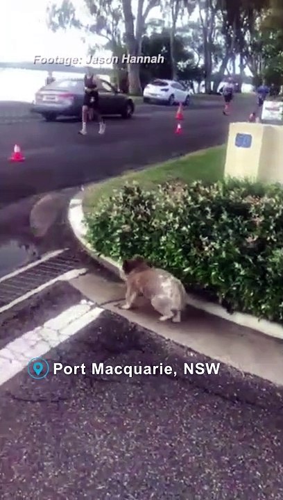 Koala stuns runners at Ironman Australia triathlon