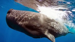 Researchers uncover 'phonetic alphabet' of sperm whales