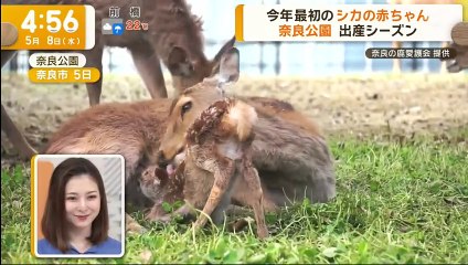 グッド！モーニング 動画　5月6日