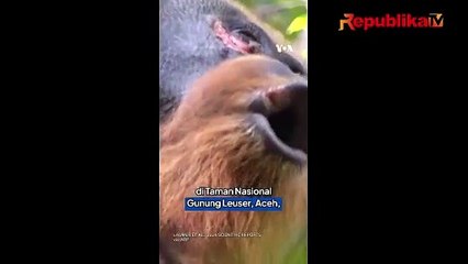 Ilmuwan Temukan Orang Utan Mengobati Lukanya Sendiri Dengan Tanaman