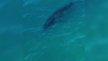 La ballena sei, el animal desaparecido desde 1929 que ha reaparecido en el mar patagónico