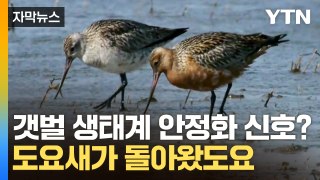 [자막뉴스] 도요새 개체 수 급증...갯벌 생태계 안정화 신호? / YTN
