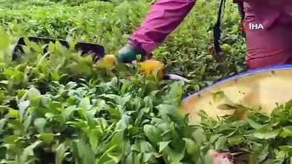 Çay makaslarının yerini şarjlı çay kesme motorları aldı