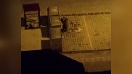 Bozayı yavrusu çöp konteynerlerinde yiyecek ararken görüldü