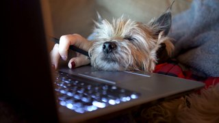 Soneca do Cachorrinho - Adormecendo ao Lado da Dona no Computador!