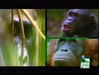 Akıllı Maymunlarla Yapılan Testler