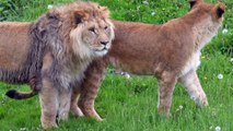 Lions rescued from Ukraine make first appearance in Doncaster