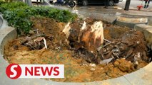 Fallen tree debris cleared from Jalan Sultan Ismail