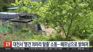 대전서 '맹견 70마리 탈출' 재난문자…해프닝으로 밝혀져