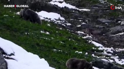 Mayıs ayında Erzurum'a yağan karın eğlencesini boz ayılar çıkardı