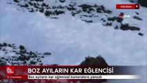 Erzurum'da boz ayıların kar eğlencesi