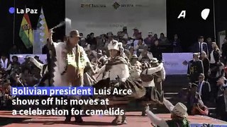 Bolivian president shows off dance moves at camelid celebrations