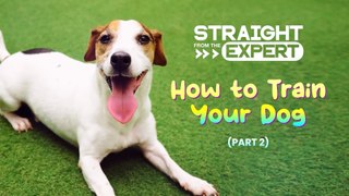 'Straight from the Expert: How to Train Your Dog' Part 2 (Teaser)