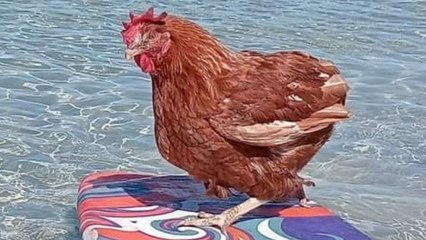 Ex-battery hen living her best life - going surfing, camping and getting blowdries