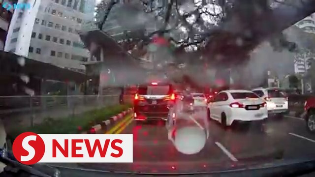 Fallen tree mishap: Swedish woman still receiving medical treatment