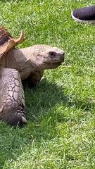 Le retour des tortues à Madagascar