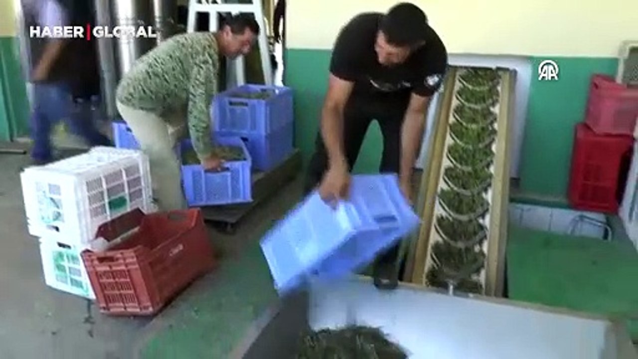 Kuzey Kıbrıs Türk Cumhuriyeti'nde bir ilk! "Ada Yerlisi" adıyla tescil edildi