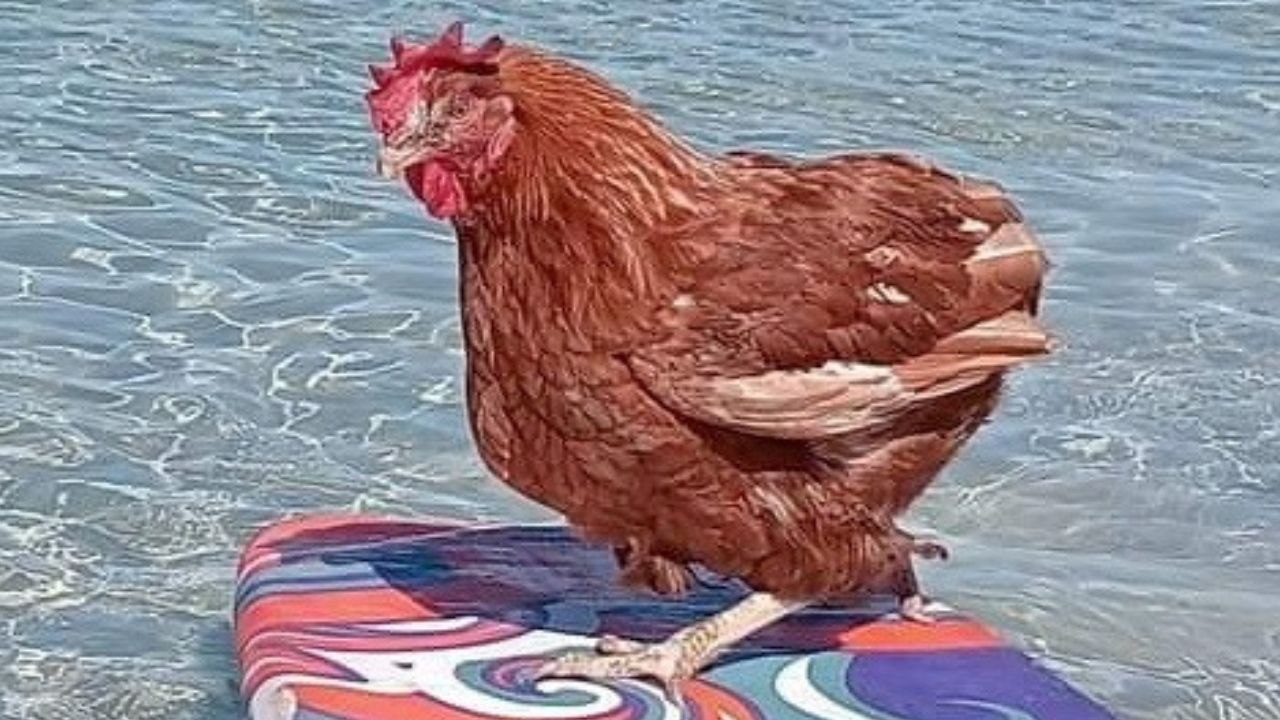 Die ehemalige Batteriefrau lebt ihr bestes Leben – geht surfen, campen und föhnen