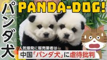 「パンダ犬」PANDA DOG , Pandas as pets?!? in cina cresce la popolarita del CANE PANDA