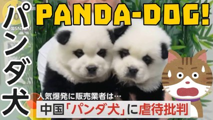 「パンダ犬」PANDA DOG , Pandas as pets?!? in cina cresce la popolarita del CANE PANDA