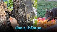 อบอุ่นใจ ! คนใจดีให้อาหารกระรอกที่สวนจตุจักร ยื่นให้ก็วิ่งมาเลย