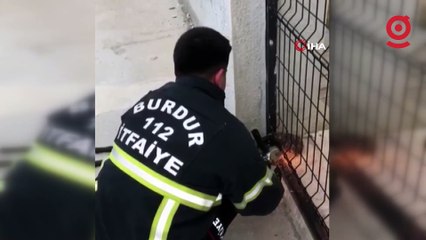 Bahçe kapısına sıkışan kirpinin imdadına itfaiye yetişti