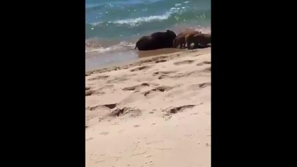 Castellaneta Marina, cinghiali a spasso sulla spiaggia