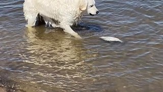 Beachside SHOCKER! Dog Hilariously Freaks Out Over Fish