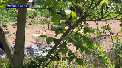 “맹견 70마리 탈출” 재난문자…알고 보니 소형견 3마리뿐