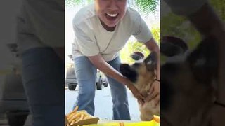 Dog Plays Challenge with Woman