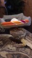 Owner Puts Hat on Bearded Dragon