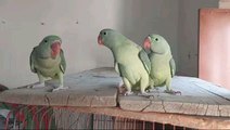 Green parrot chicks video #birds #lovebirds #birdslover