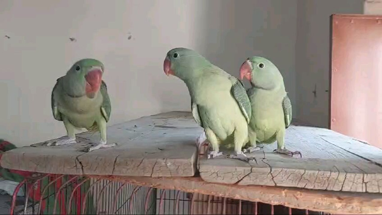 Green parrot chicks video #birds #lovebirds #birdslover