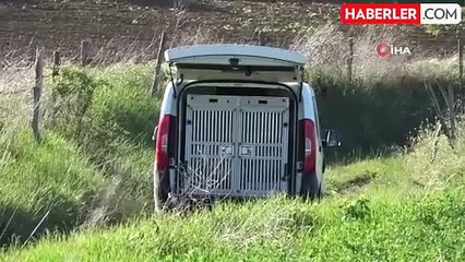 Kastamonu'da Başı Kesilmiş Cesedin Devamı Bulundu