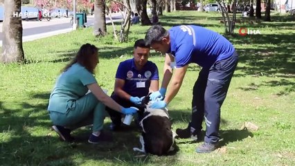 Sokak hayvanları için "Acil Müdahale" devreye sokuldu: İlçeleri tek tek dolaşıyor