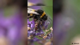 La gran capacidad de supervivencia de los abejorros reina