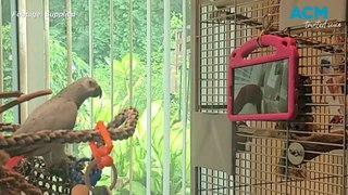 Parrots make live video phone calls to each other | The Senior | May 9, 2024