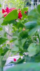 Gilgit Beauty By Syde Hasnaat Ali Gilani