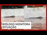 Vídeo flagra jacaré nas ruas de Porto Alegre após enchente