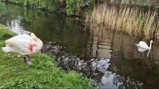 Injured swan on Leeds Liverpool Canal in Burnley