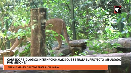 Descubre el Proyecto del Corredor Biológico Internacional en Misiones 🌿