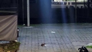 Ratos tomam conta de praça em Simões Filho e moradores cobram resposta da Prefeitura: “É coisa de louco” 