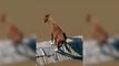 Cavalo fica ilhado em cima do telhado de uma casa em Canoas, RS