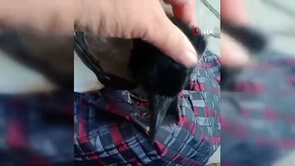 Küçükçekmece'de otururken yanına gelen kargayla dost oldu